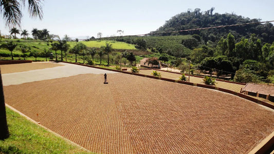 Brazil Fazenda Passeio