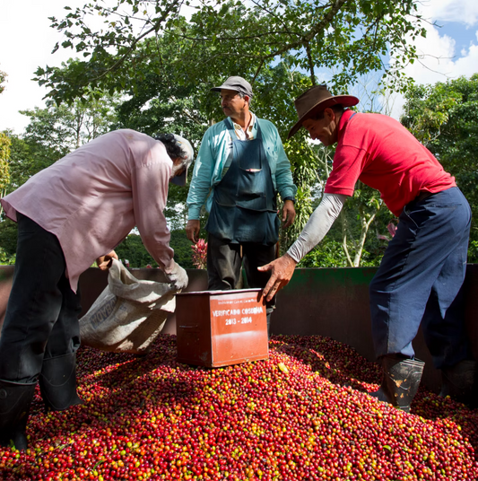 Costa Rica Aquiares Don Alfonso Estate