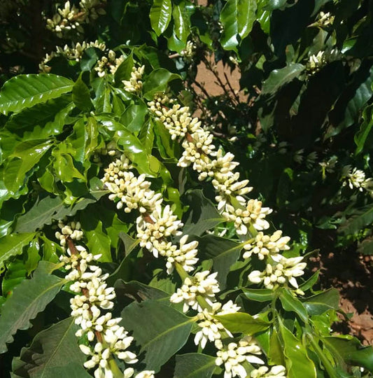 Brazil Sítio São Lourenço Fair Trade