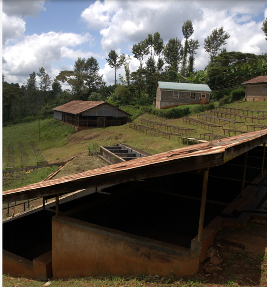 Kenya Gichuka AA Fully Washed