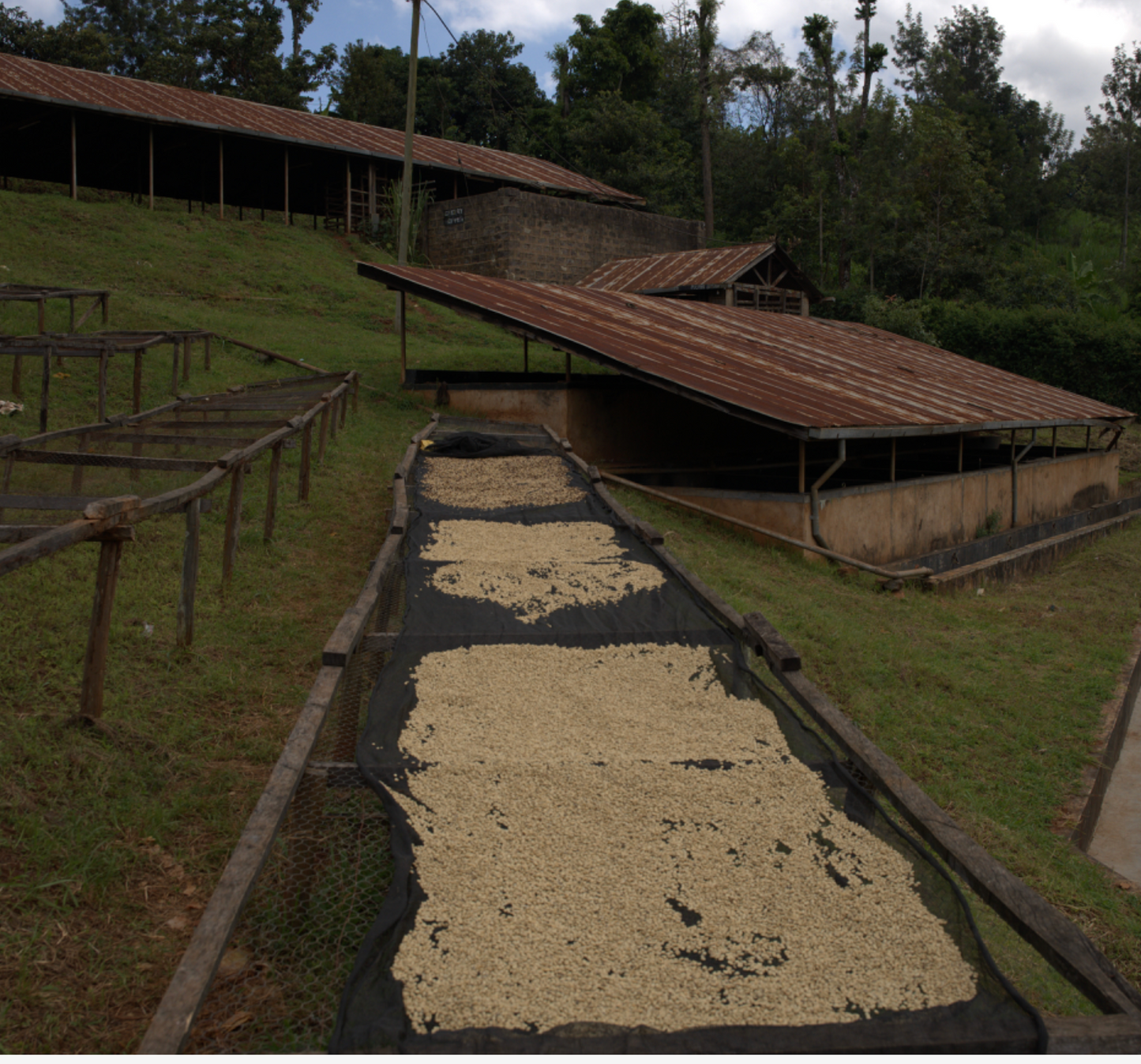 Kenya Gichuka AA Fully Washed