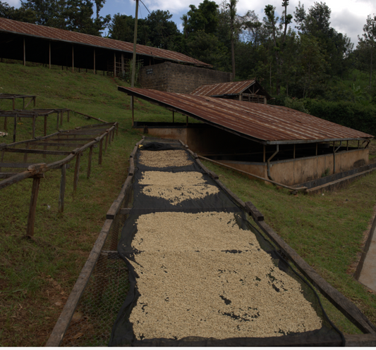 Kenya Gichuka AA Fully Washed