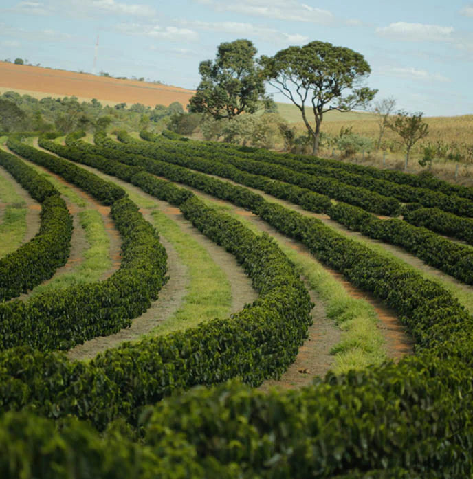 Brazil Sítio São Lourenço Fair Trade