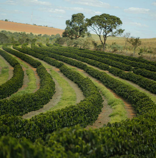 Brazil Sítio São Lourenço Fair Trade