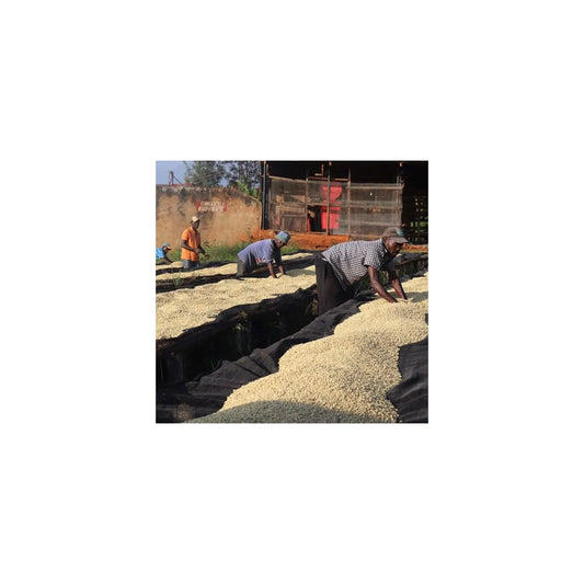 Kenya AA Kamwangi Fully Washed