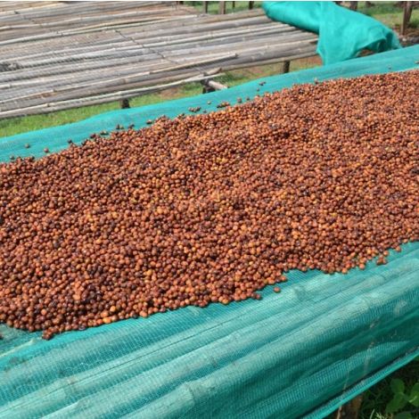 Ethiopia Guji Kercha Wine Process