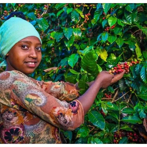 Ethiopia Guji Kercha Wine Process