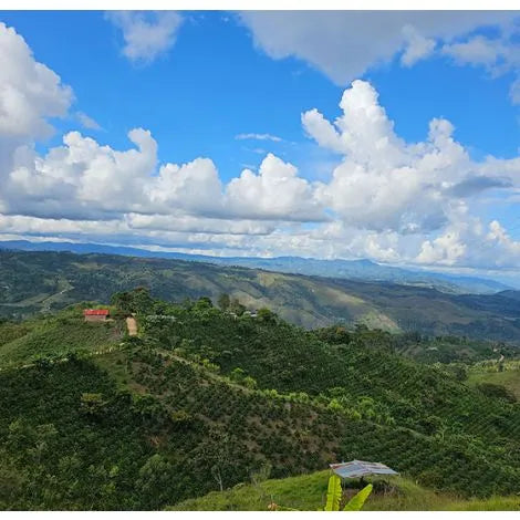 Colombia Finca Las Brisas Gesha Washed